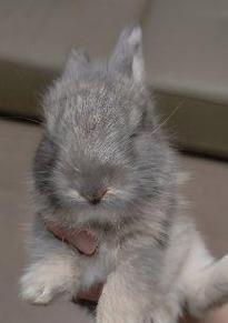 兔子毛色大揭秘：15种颜色背后的独特含义与特点