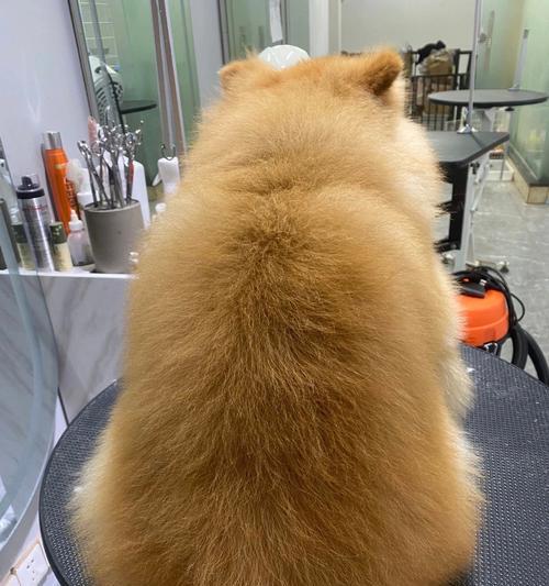 博美犬发型大全：15种时尚造型让你的爱犬魅力十足