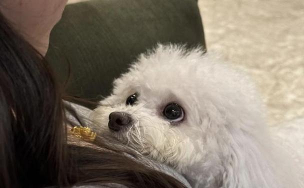 狗狗斑点之美：独特花纹背后的魅力与护理