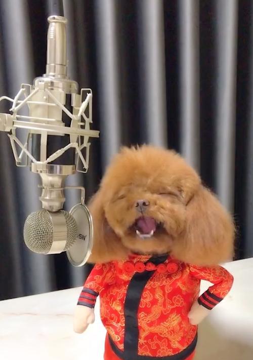 泰迪式设计风格与生活方式的温暖魅力解析