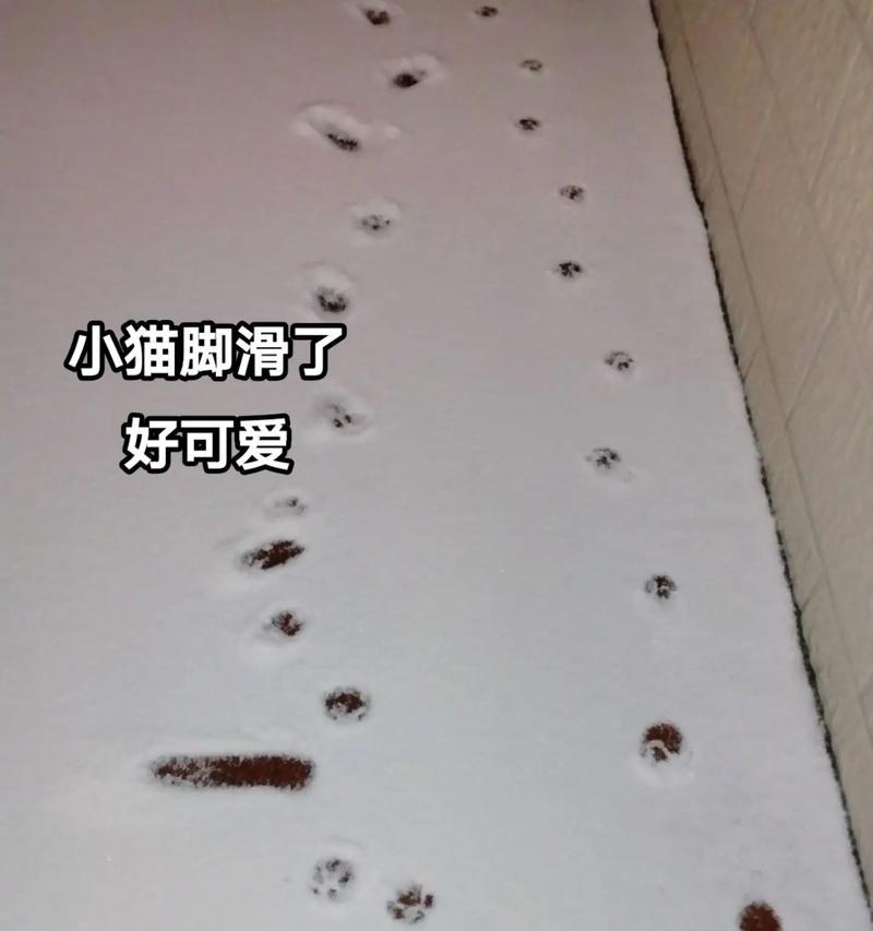 小猫脚部疾病大全：15种常见病症识别与护理指南