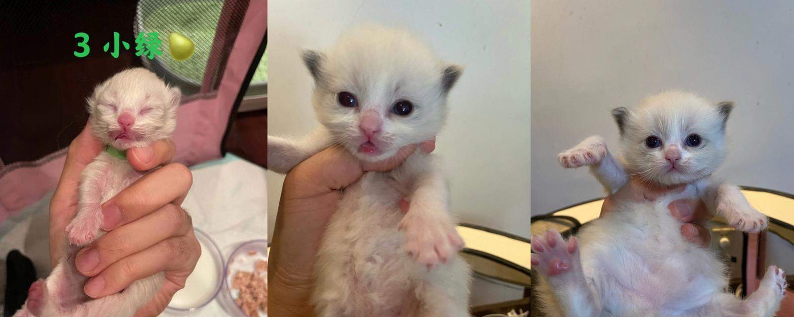 猫咪从闭眼到爬行的成长阶段详解