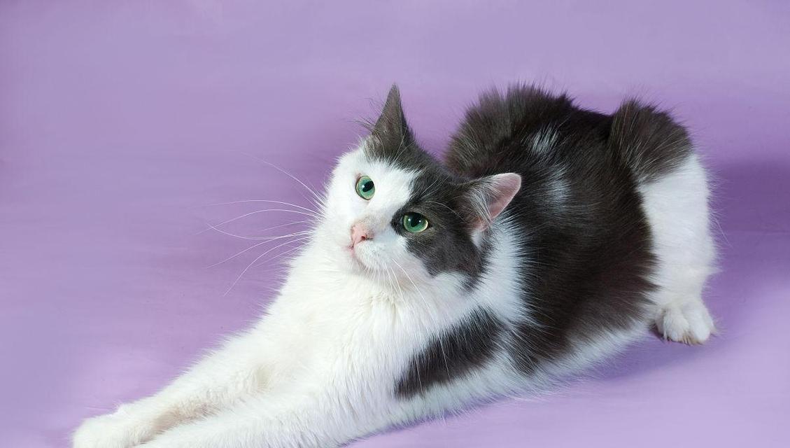 猫舌头变紫的原因分析及健康警示信号