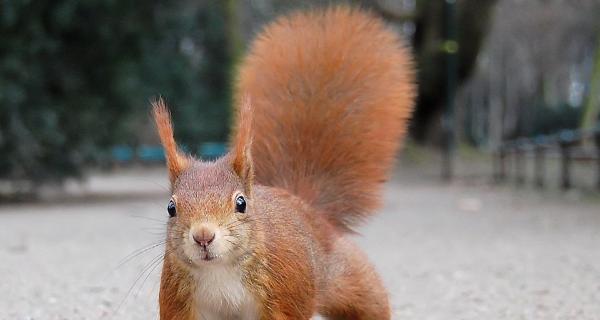 松鼠尾巴狗独特魅力揭秘：外貌特征与饲养指南