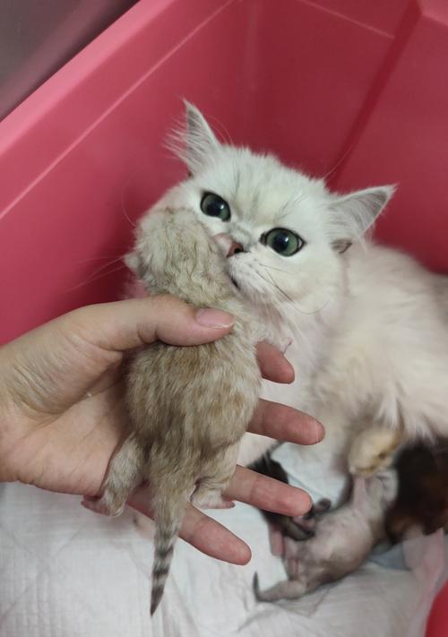 金吉拉猫咪金色毛发的神秘魅力与文化象征意义