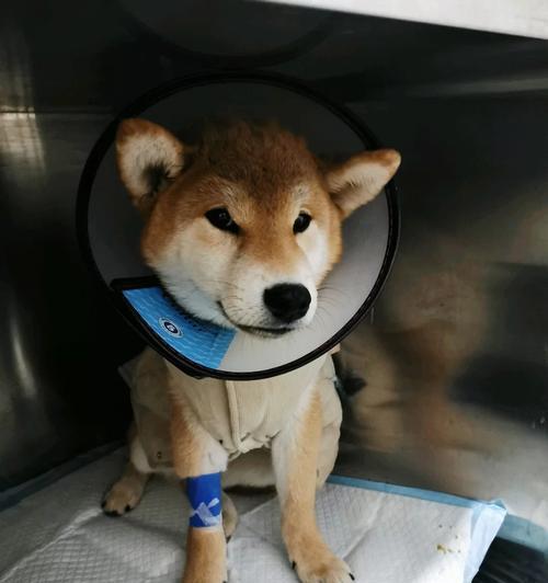 狗细小病后补血方法，科学饮食调理恢复健康