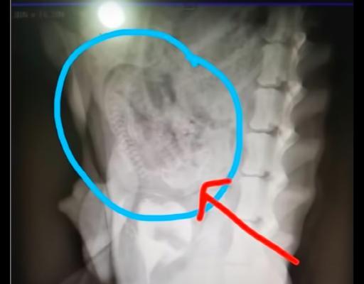 狗狗生死胎原因分析及预防方法全解