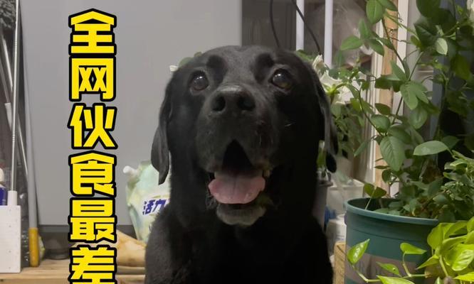 拉布拉多幼犬一个月喂养指南：营养需求与饮食管理