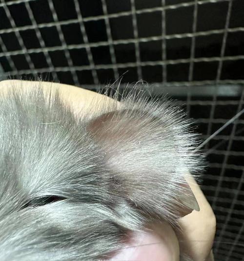 龙猫大耳朵的秘密：生理功能与护理全攻略