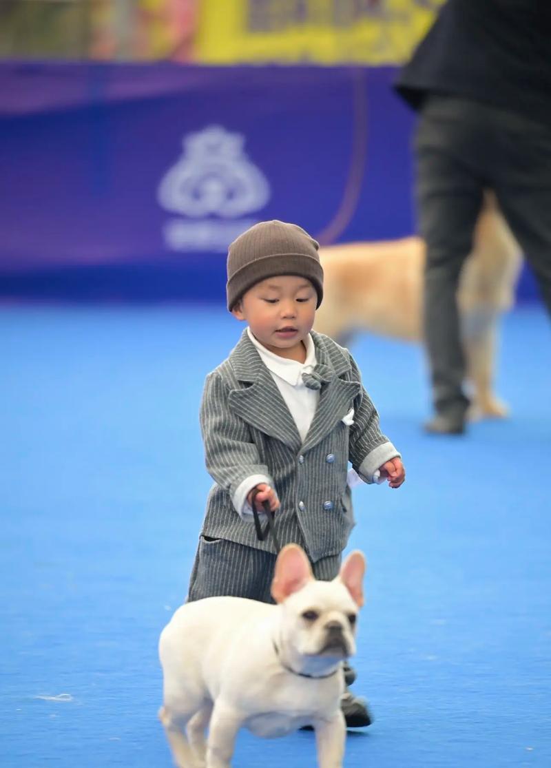 法国斗牛犬发育全过程详解：从幼犬到成犬的关键成长阶段