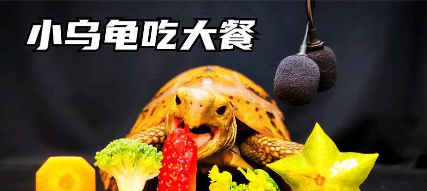 乌龟吃什么食物最营养均衡？全面解析乌龟食谱搭配指南