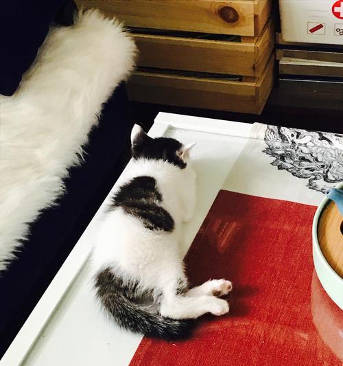 小猫咪饮食指南：科学喂养方法与营养需求全解析