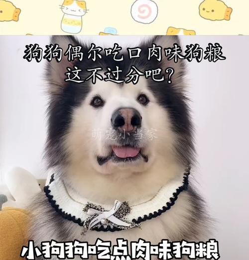 如何选择不臭狗粮改善宠物口腔健康