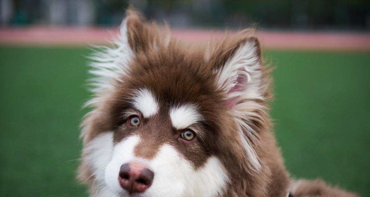 阿拉斯加犬外貌性格全解析：培养优秀伴侣犬的完整指南