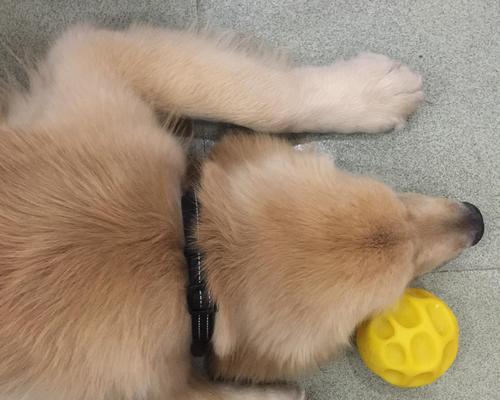 金毛犬上火原因分析及预防调理方法全解