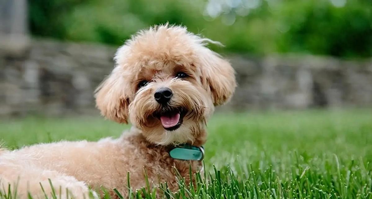 狗狗肾衰饮食指南：科学喂养延长爱宠生命