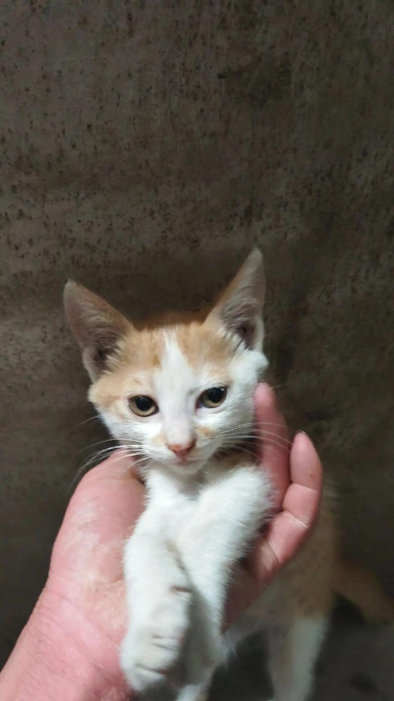 母猫产后饮食指南：科学喂养促进恢复与哺乳健康