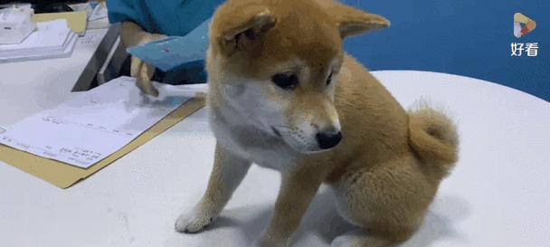 狗狗每年必打疫苗清单及接种注意事项详解