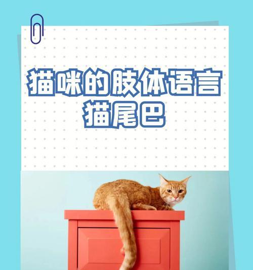 猫咪尾巴语言揭秘：15种尾巴姿态解读猫的情绪密码