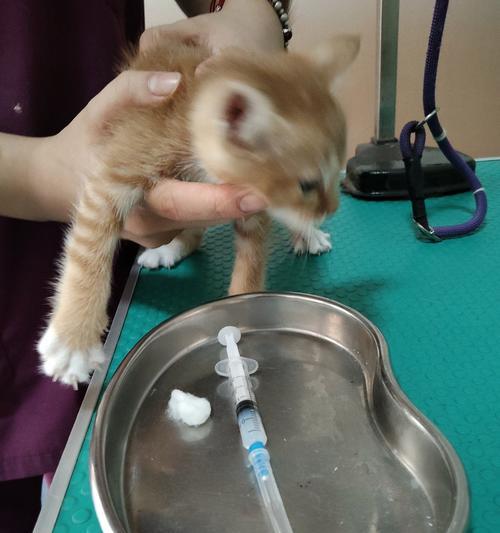 宠物医院能治什么病？全面了解宠物疾病治疗与保健服务