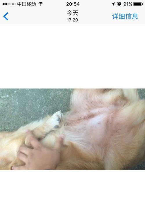 金毛配种后二十天反应详解：母犬变化与护理要点