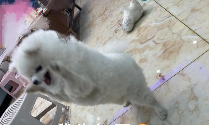 博美犬价格影响因素全解析：品种血统健康状况与购买指南