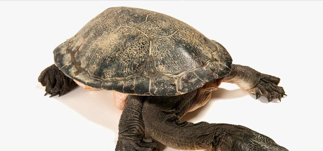 探秘古老生物粗劲龟：独特外貌特征与生活习性全解