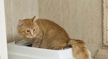 小奶猫不拉屎的15个原因及解决方法全解析