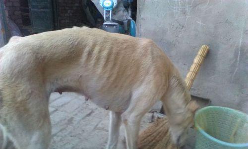 狗流产原因分析与预防措施全指南