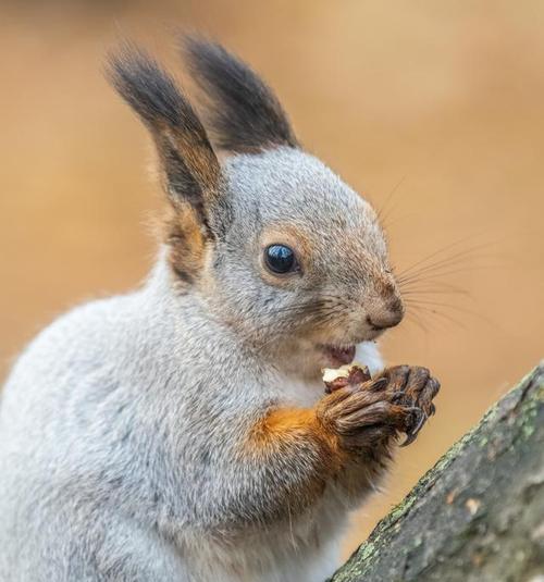 松鼠冬季食物选择策略：如何应对严寒季节的生存挑战