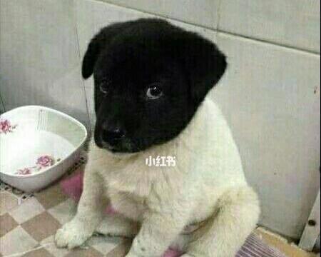 狗狗压着头是什么原因？15种健康问题及应对方法