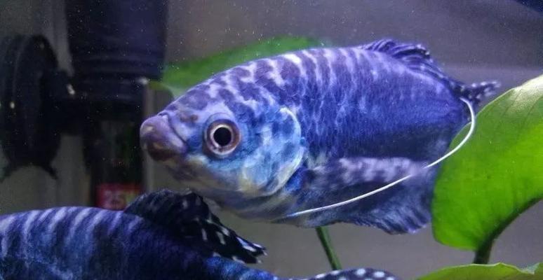 热带鱼中最爱打架的14种好斗品种及管理技巧