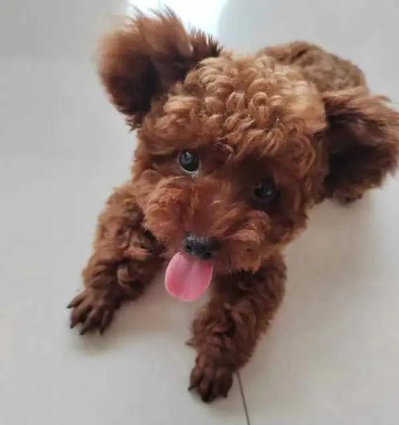 泰迪狗五个月八斤重正常吗？幼犬体重发育规律解析