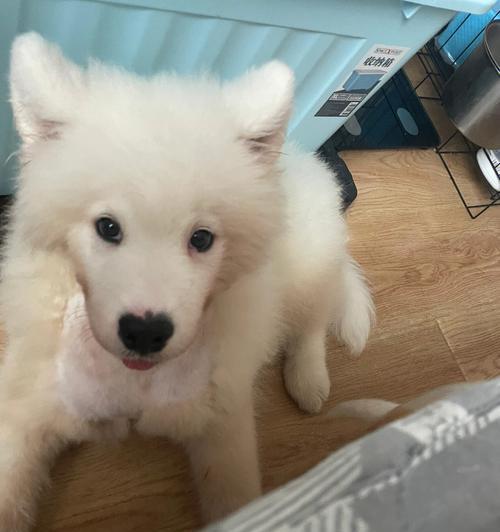 萨摩耶换毛季节护理全攻略，轻松应对春秋掉毛难题