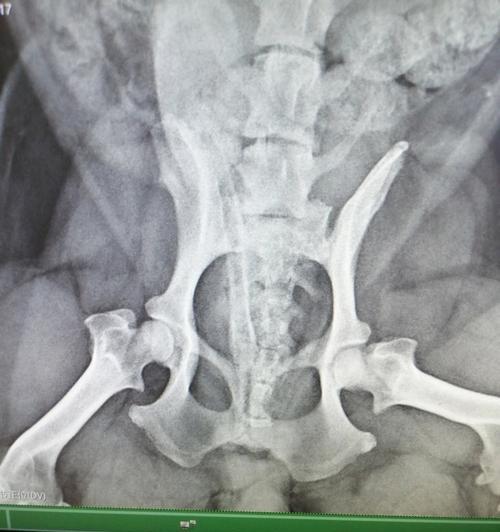 狗狗腿髋坏死病因分析及治疗方案全解析