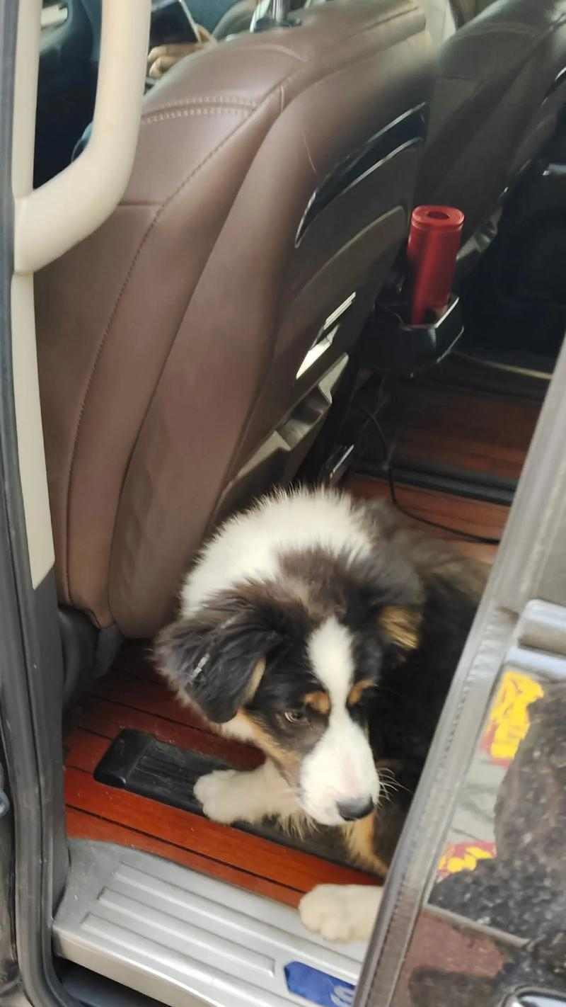 边牧赛级全面解析：训练技巧与比赛规则详解