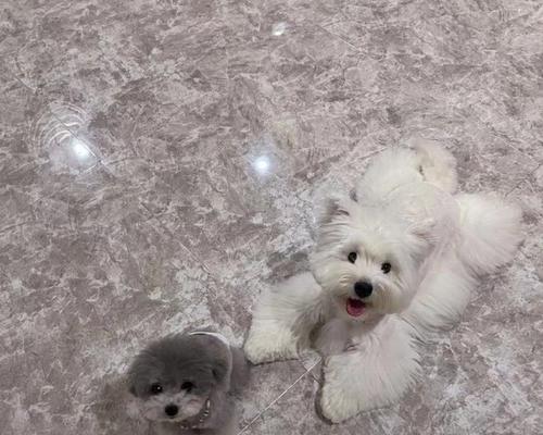 灰色泰迪犬的基因来源与饲养全攻略