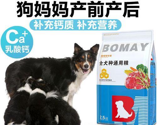 狗狗怀孕期饮食指南：营养搭配与喂养注意事项