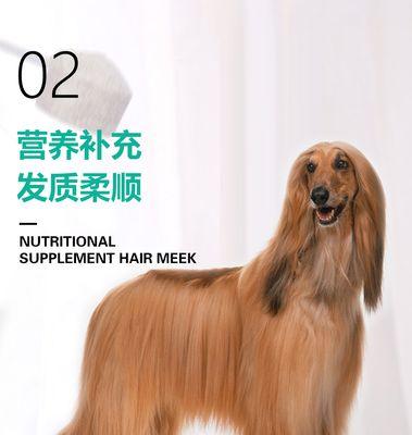 灰泰迪增毛饮食秘诀，15个方法让爱犬毛发浓密健康