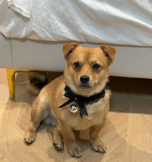 经常出差如何养狗？适合商务人士的理想犬种选择指南