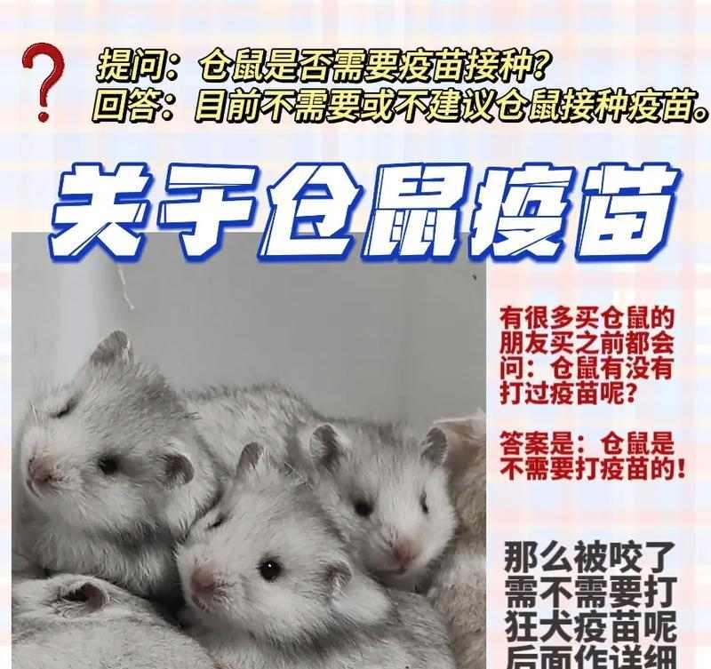 仓鼠咬人原因全解析及有效预防方法指南