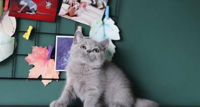 英短猫绝育的15大益处：控制繁殖预防疾病提升健康