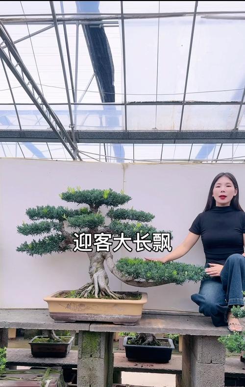 罗汉鱼混养指南：选择合适伙伴创造和谐水族环境