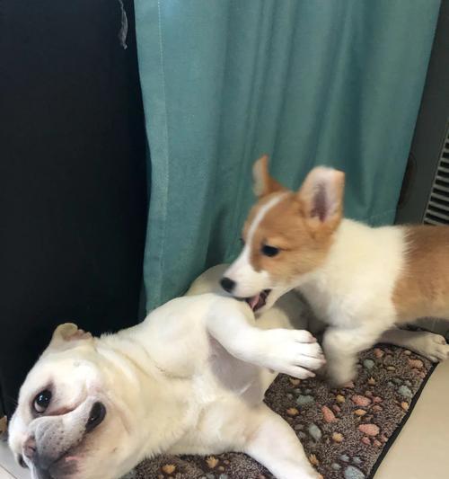 狗耳朵翻了的真实含义揭秘：生理心理双重解读