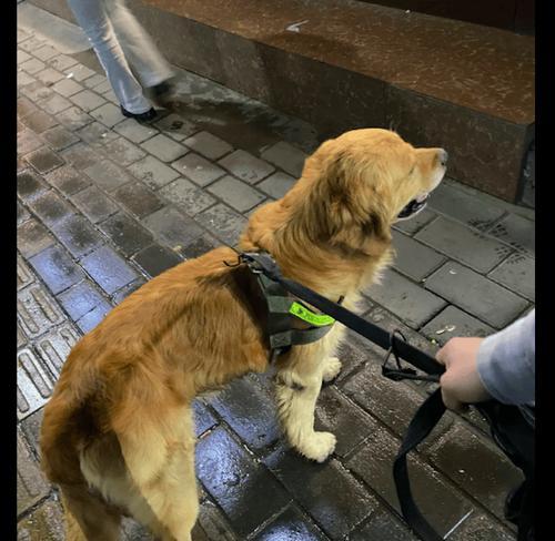 金毛独自在家的15种娱乐方式，轻松度过独处时光