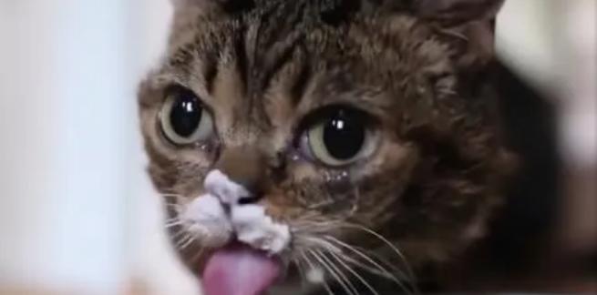 猫为什么喜欢酸奶？酸奶对猫咪健康的影响分析