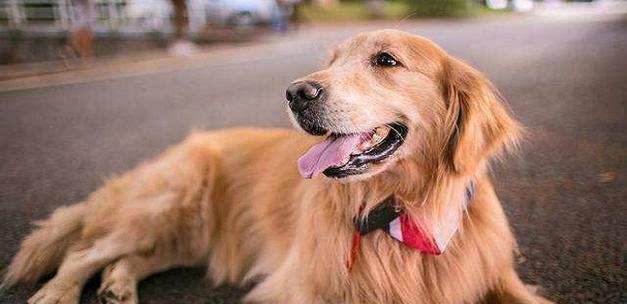 金毛幼犬成长指南：从护理到训练的全面攻略