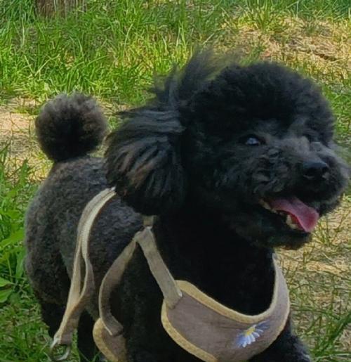 泰迪狗换牙期护理指南：乳牙脱落到恒牙生长全攻略