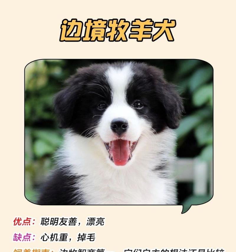 贵宾犬掉毛原因分析及解决方案全攻略