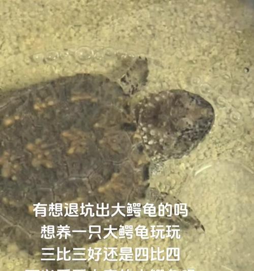 大鳄龟养殖全攻略：环境搭建与日常护理要点